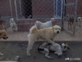 下司犬打架视频,下司犬激烈打斗场面揭秘
